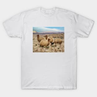 Israel, Mitzpe Ramon. Sheep at Ramon Crater T-Shirt